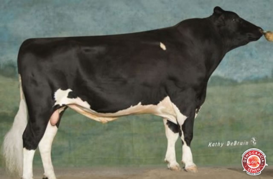 SHOTTLE LAZARITH RGD 129503 S F 90%