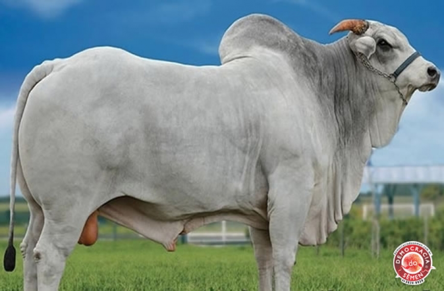 MARLBORO D2492 DA MN RGD LBMN D2492