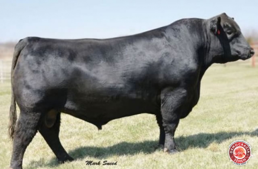 NICHOLS STOUT RGD 15922672