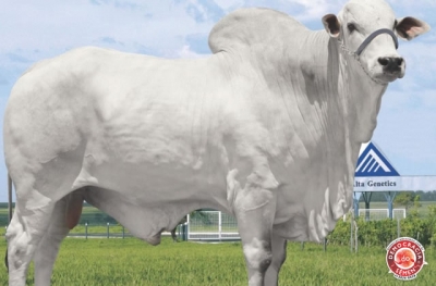 HASIK DA ESL RGD HA-8198