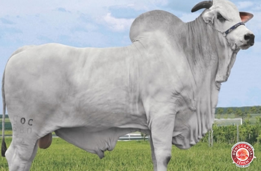 FRICKS SJ COCAL RGD COC 808