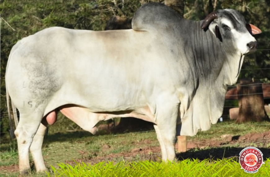 CORONEL D1564