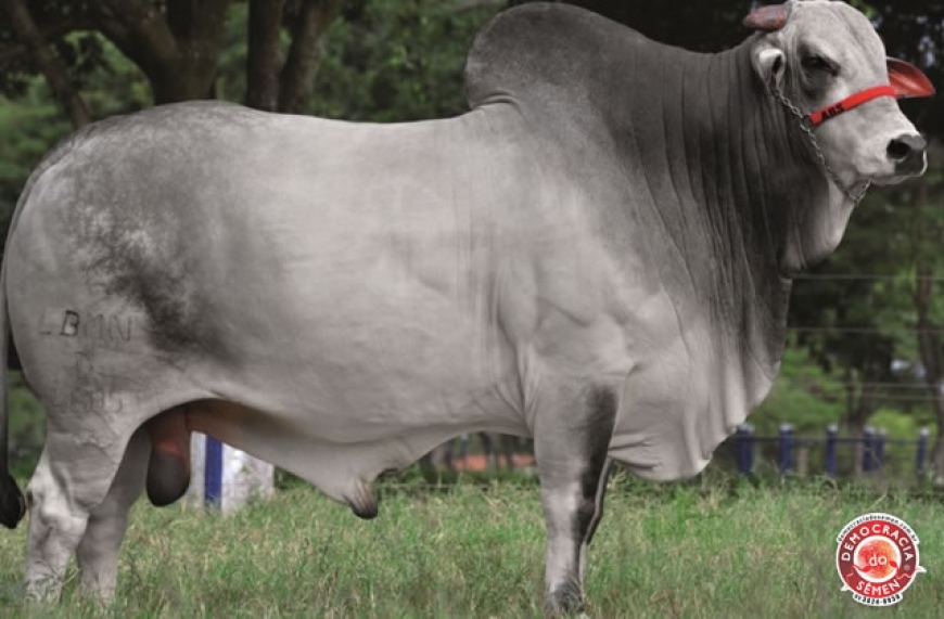 CAMPEAO RGD LBMN D4685