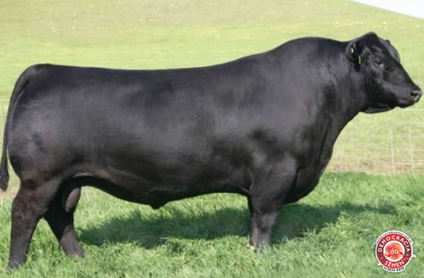 HERITAGE RGD 15369205