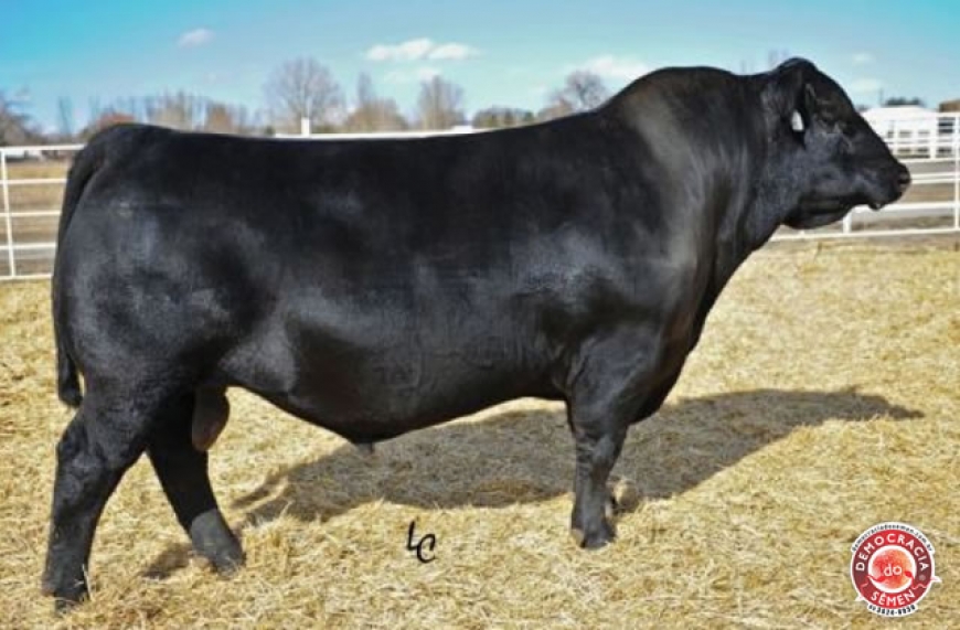 EXTRA 0011 RGD IA-1424