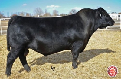 EXTRA 0011 RGD IA-1424