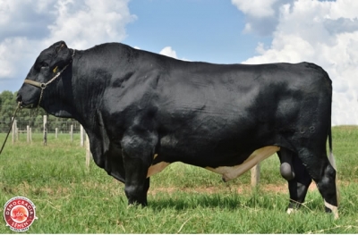 ICARO SUPER RGD 1209 SEX FEMEA