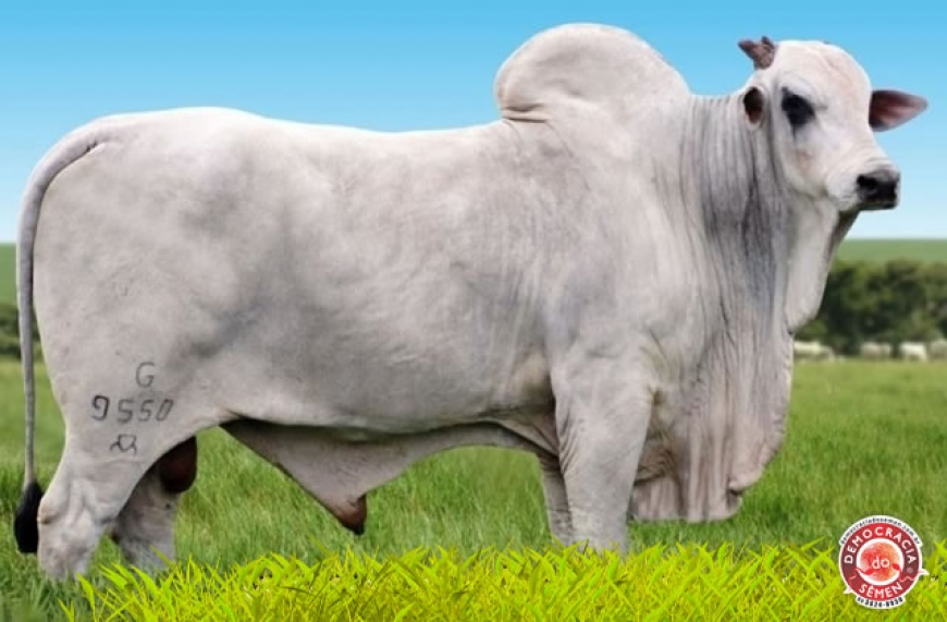 GARIMPEIRO AT RGD G9550
