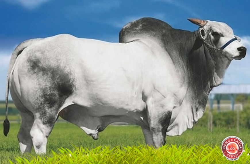 RAIN RSAN RGD RSAN 2876