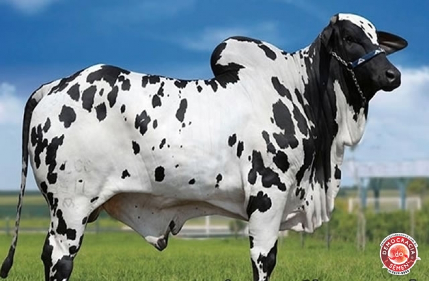 PINTOR FIV L. CAN&Ccedil;ADO RGD ALCC 3511