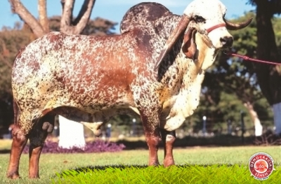 CA PALADINO RGD B5559