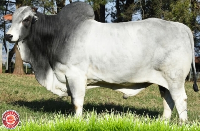 1872 DA ELGE GURUPI RGD