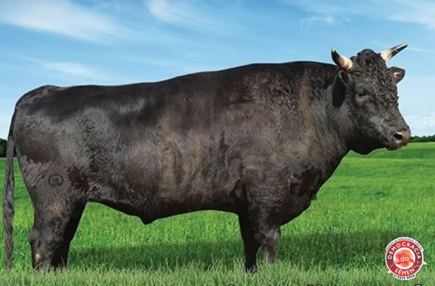 YAKULT BR 1346 RGD 3520