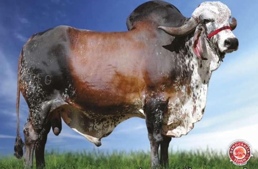 CASTELO DE KUBERA RGD ACFG 290 SX