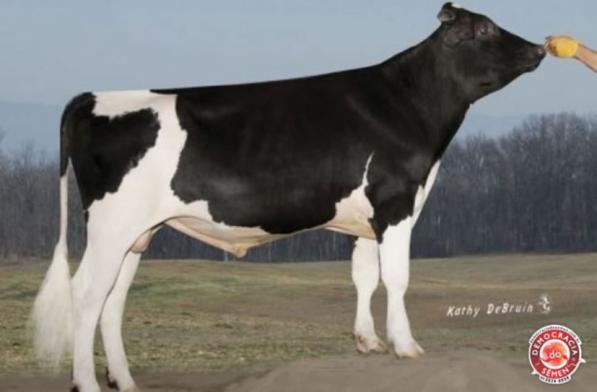 EILDON-TWEED SUPER CHAP-ET 137312