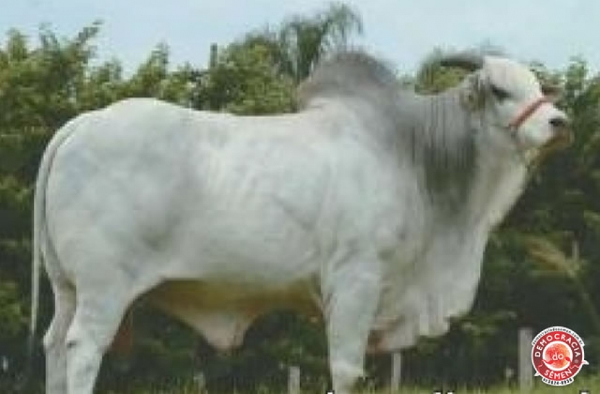 NADA DA BOM SUCESSO RGD ZAN 14