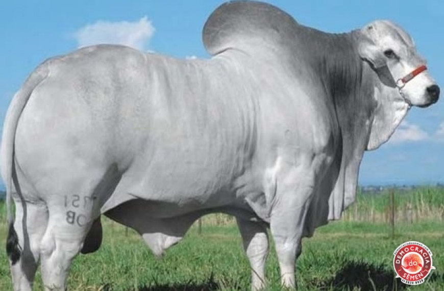 SONOLENTO OB RGD OBG B6955