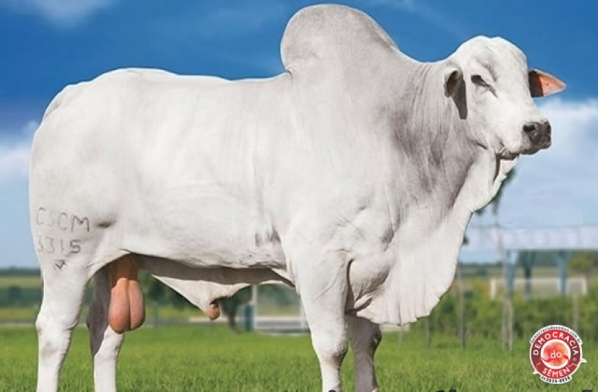 NAVIRAI FARUK RGD 4953