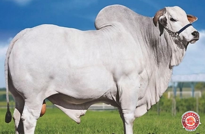 JHELUM COL  RGD L 20199