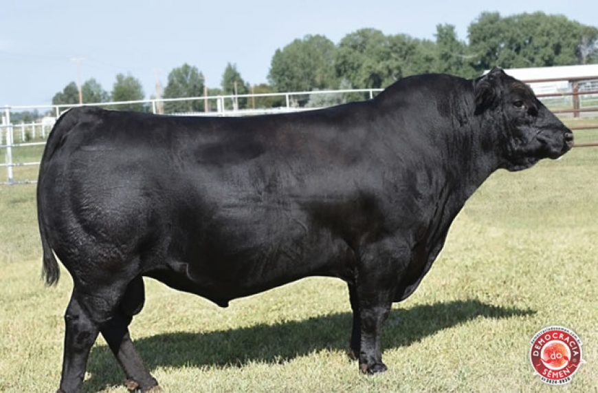 POSS ELEMENT 215 RGD