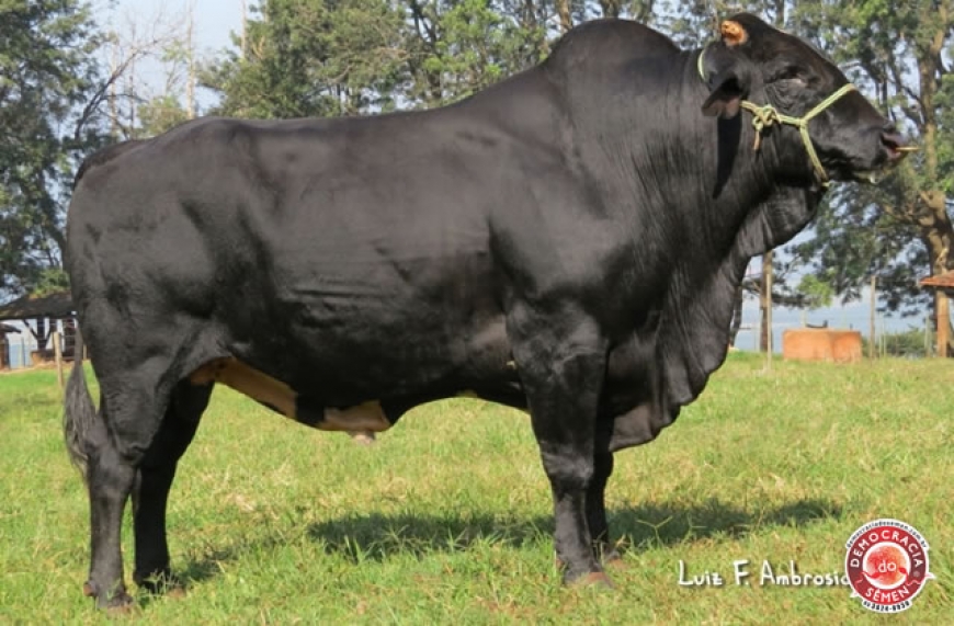 LABIRINTO DON FAC RGD 98 5/8