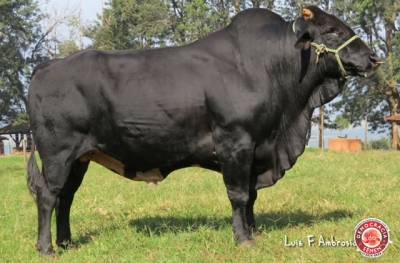 LABIRINTO DON FAC RGD 98 5/8