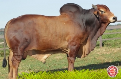 QUERENTE DA ESTIVA RGD AJCA 1094