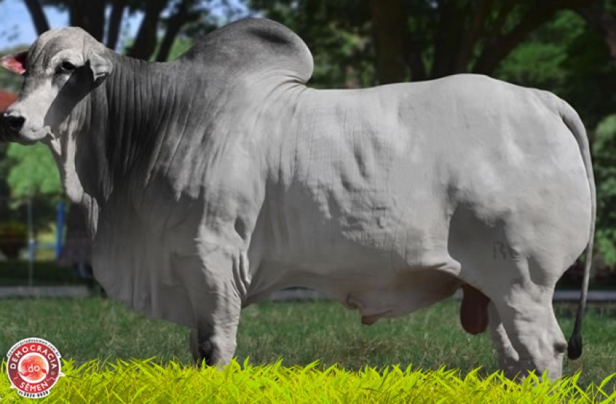 CONS&Oacute;RCIO RG  RGD RGM 2775