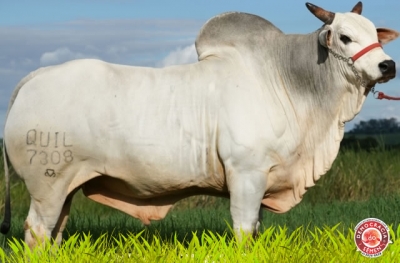 7308 PERDIZES RGD QUIL