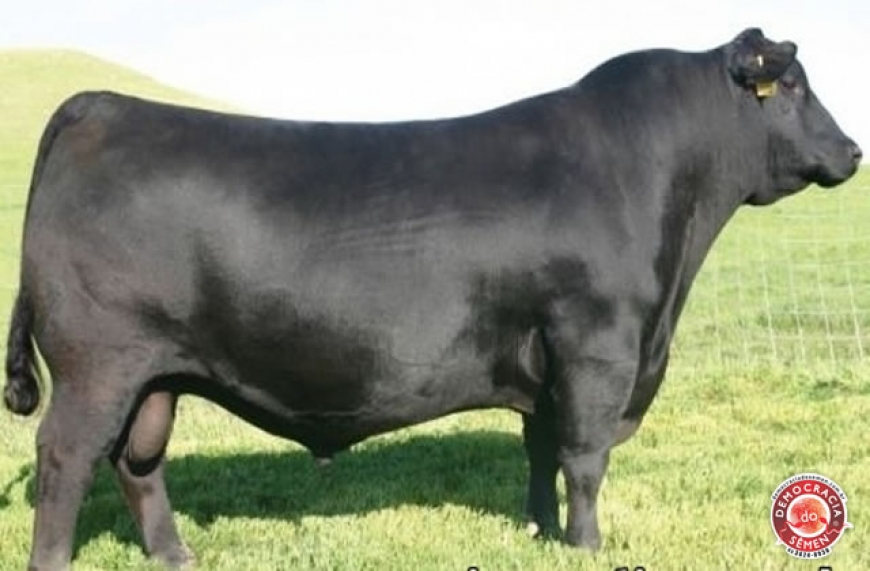 SAV PIONEER 7301 RGD