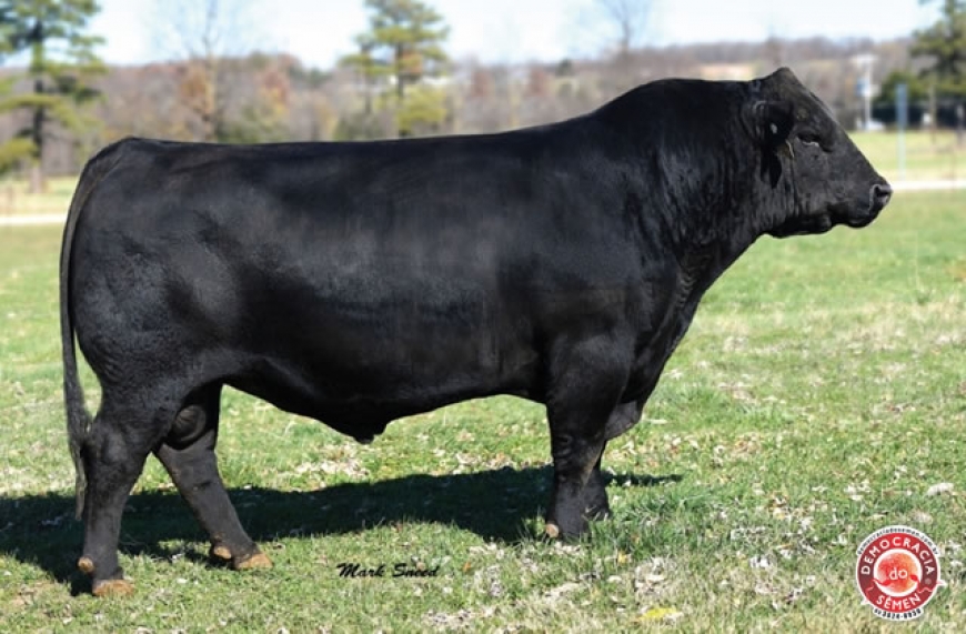 NOW LOOK RGD IA 1646