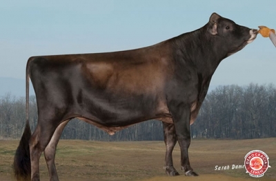 VISIONARY GAVIN-ET RGD 32627M