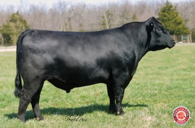 DR GOLD RUSH RGD Y209 IA 1404