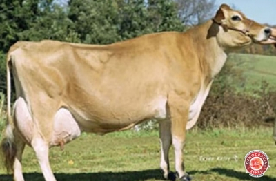 STORNAWAY FIGUEROA RGD 31.306-B SXF