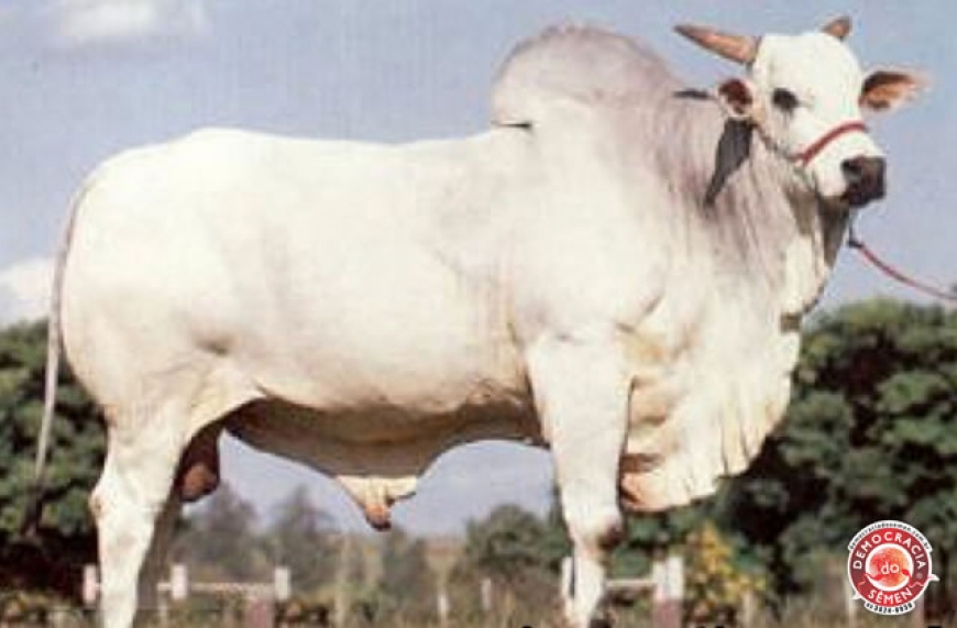 ZEFEC ABDALA RGD F-9902