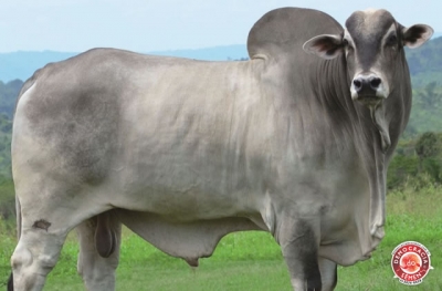 FERIADO OB RGD OBG 7034