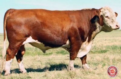 ROGER HORMIGA CAUDILHO 27 RGD IA563 HEREFORD