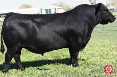 BOYD GUN POWDER RGD IA-1422