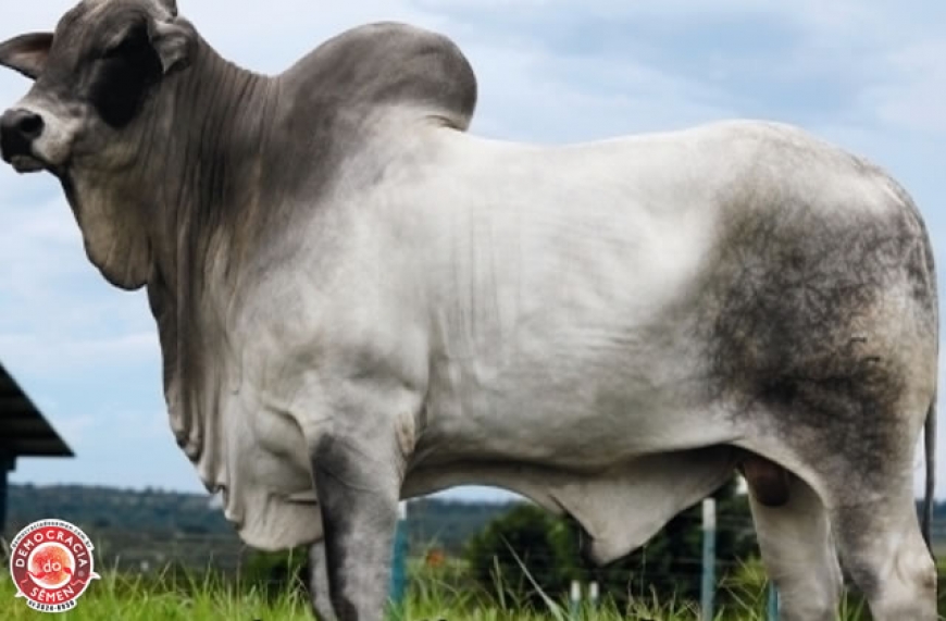 FUNCIONARIO DE NAV RGD CSCN 9022