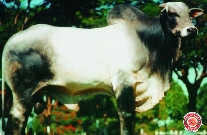 RAMBO RGD I 1111