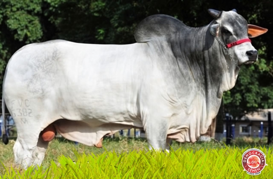 CACIQUE FVC RGD FVC 6382