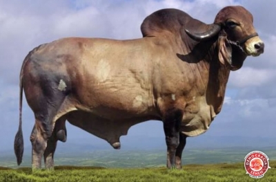 BEM FEITOR RAPOSO RGD A 7481