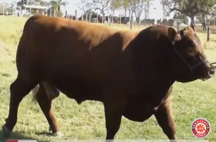 MC H&Oacute;QUEI FERRUGUEM TENIENTE TE 901