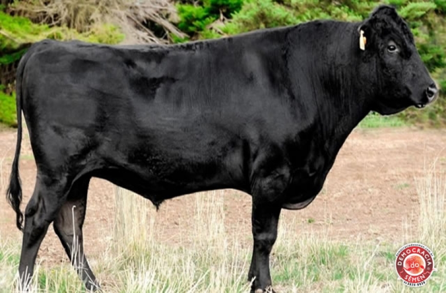 LONGFORD F E0241 RGD LFDFE0241