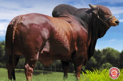 BULLDOGUE AJCF  RGD AJCF 130