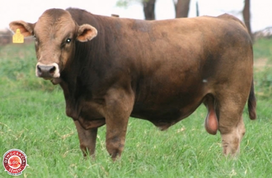 BLESSING BRINKS BASIC