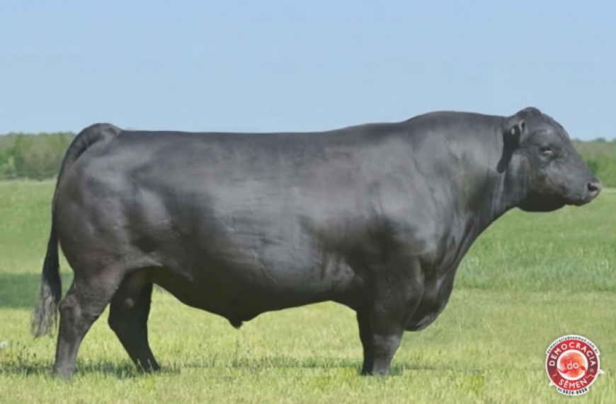 EXCITEMENT RGD IA1356