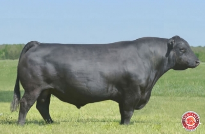 EXCITEMENT RGD IA1356