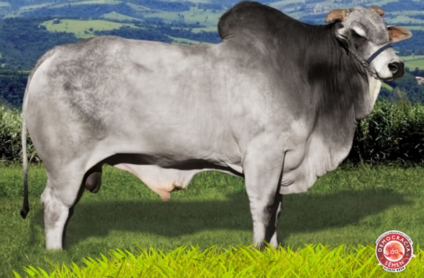 GROSSO FIV DA DICA RGD 1205