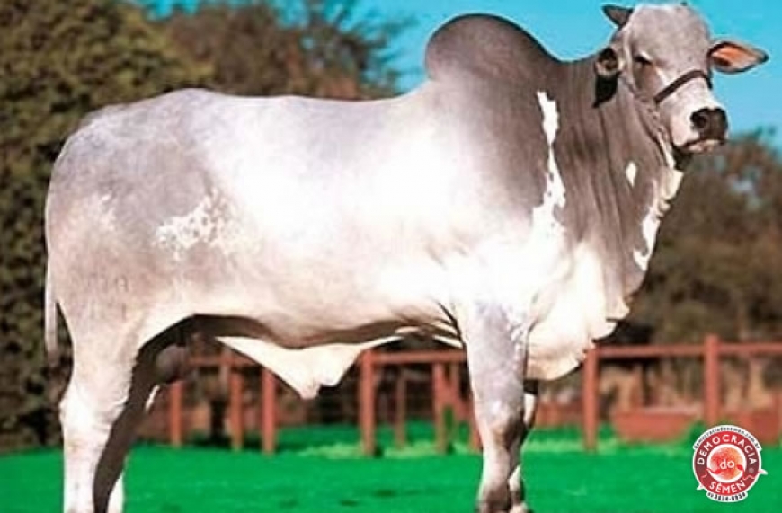 METEORITO TE M. VELHA